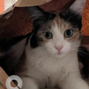 A White-Brown Mix Indie Cat Missing from BSNL office, sector HSR, Bengaluru