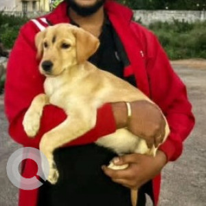 A White-Brown Mix Labrador Dog Missing from Gollarahatti, Bengaluru