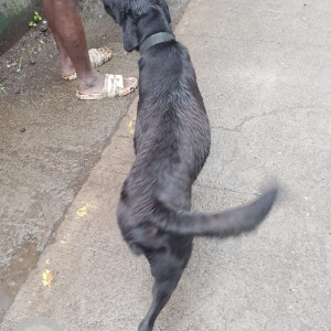 A Black Labrador Dog Found from Ovale, Thane-3