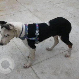 A Black and White Indie Dog Found from Ejipura, Bengaluru-3