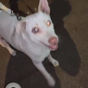 White Male Indie Dog is Found from Andheri West Near Shabri Hotel