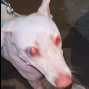White Male Indie Dog is Found from Andheri West Near Shabri Hotel-2