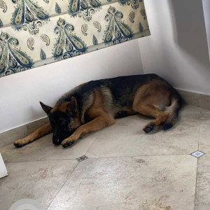 Missing: Black and Brown Male German Shepherd Dog from Sai Lok Colony, GMS Road, Dehradun-3