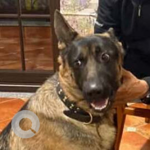 Missing: Black and Brown Male German Shepherd Dog from Sai Lok Colony, GMS Road, Dehradun