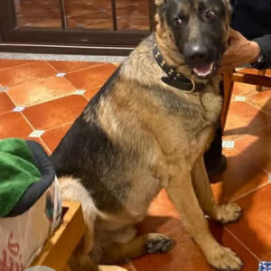 Missing: Black and Brown Male German Shepherd Dog from Sai Lok Colony, GMS Road, Dehradun-2