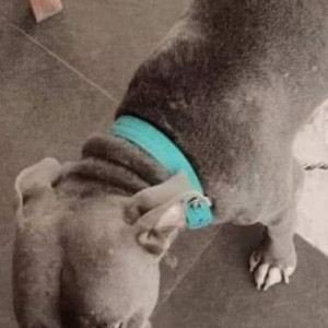 Missing: Grey Female Pitbull  Terrier Dog from Panvel Industrial Area opposite Bus depot-2