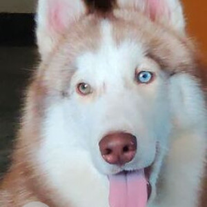 Missing: White-Brown Mix Male Husky Dog from Thirumalashettyhalli cross, Chikkathirupathi road , Whitefield-4