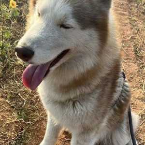Missing: White-Brown Mix Male Husky Dog from Thirumalashettyhalli cross, Chikkathirupathi road , Whitefield-2