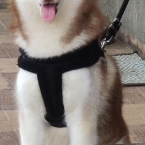 Missing: White-Brown Mix Male Husky Dog from Thirumalashettyhalli cross, Chikkathirupathi road , Whitefield-3
