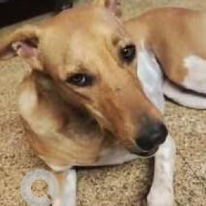 Missing: White-Brown Mix Male Indie Dog from Kaggalipura- Golukumale near krishna garden building