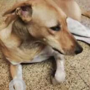 Missing: White-Brown Mix Male Indie Dog from Kaggalipura- Golukumale near krishna garden building-2