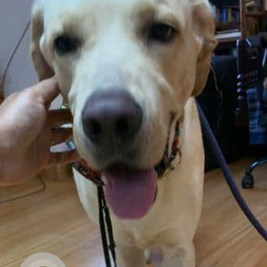 Found: White Male Labrador Dog from Chennai, Royeppath-3