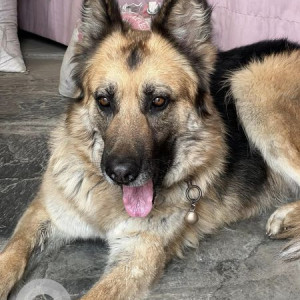 Found: Black and Brown Female German Shepherd Dog from Satdobato Swimming pool