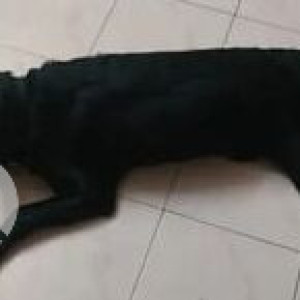 Missing: Black Male Labrador Dog from JP Nagar 6th Phase near Sudeep Residence-2