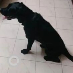 Missing: Black Male Labrador Dog from JP Nagar 6th Phase near Sudeep Residence