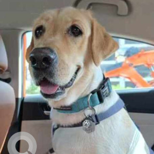 Missing: White Female Labrador Dog from Parsigutta Road
