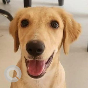 Missing: White Male Indie Dog from SKF Chowk, Chinchwad