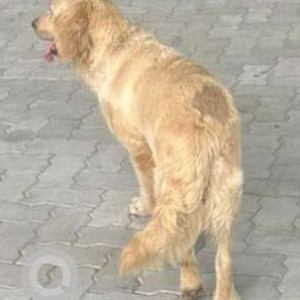 A Golden Labrador Retriever Dog Found from Ward 107 Madhapur, Hyderabad-2