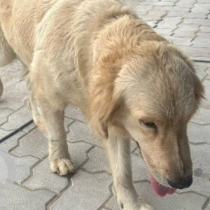 A Golden Labrador Retriever Dog Found from Ward 107 Madhapur, Hyderabad