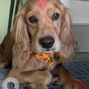 Missing: Brown Male Cocker Spaniel Dog from Maitidevi area