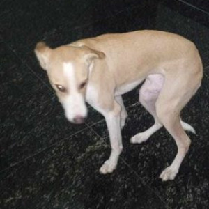 Light Brown male Indie Dog is Found from Ram Coloney, Chattarpur-3