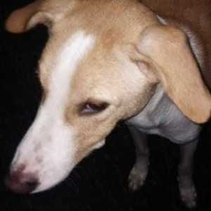 Light Brown male Indie Dog is Found from Ram Coloney, Chattarpur-2