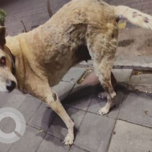 Missing: White-Brown Mix Female Indie Dog from Police Quarters, Kalyana Mantapa, 8th Block, Koramangala-3