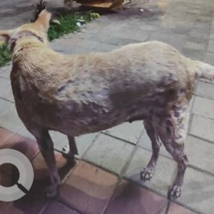 Missing: White-Brown Mix Female Indie Dog from Police Quarters, Kalyana Mantapa, 8th Block, Koramangala-2
