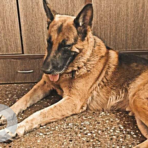 Missing: Black and Brown Male German Shepherd Dog from Yashogandh building, Kakade Park, Keshavnagar, Chinchwadgaon