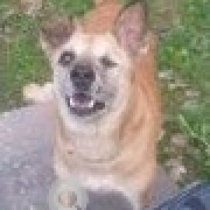 Missing: Brown Male Indie Dog from Sultan C6 Vasant Kunj-2