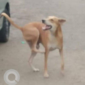 Missing: Brown Male Indie Dog from Sector 9E, Kalamboli