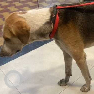 Missing: Black and Brown Male Indie Dog from Kothrud Depo to Eklavya Chowk,DP Road-2