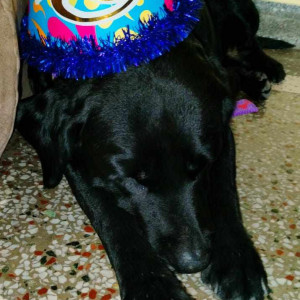 Missing: Black Male Labrador Dog from F22, Sharma colony,  Budh Vihar phase -2, New Delhi-2
