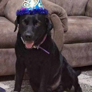 Missing: Black Male Labrador Dog from F22, Sharma colony,  Budh Vihar phase -2, New Delhi