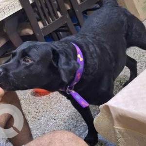 Missing: Black Male Labrador Dog from F22, Sharma colony,  Budh Vihar phase -2, New Delhi-3