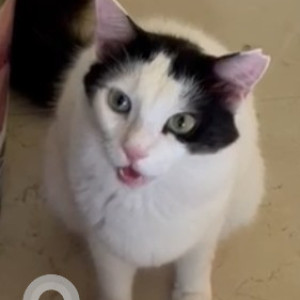 Missing: Black and White Male Persian mix Cat from Khursavaddo, Carona, Aldona, Goa-2