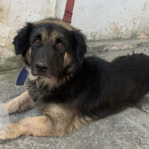 Found: Black and Brown Male German shepherd Dog from Girinagar 1st f main 2nd phase