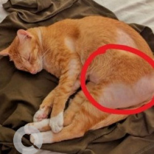 A Orange Indie Cat Missing from Thiruvanmiyur, Chennai