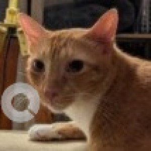 A Orange Indie Cat Missing from Thiruvanmiyur, Chennai-2