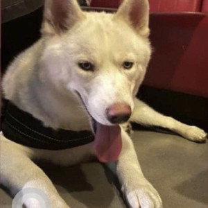 Missing: White Male Siberian Husky Dog from Surya Vihar, Sector 4