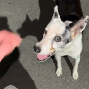 Black and White Female Indie Dog is Missing from SushantLok A block