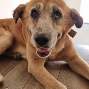 Missing: White-Brown Mix Male Indie Dog from Yewlewadi Vica Godown
