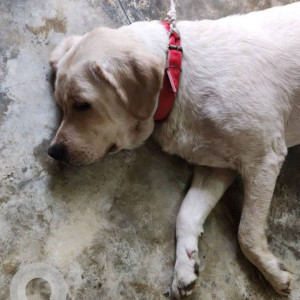 Found: Light Brown Male Labrador Dog from Near Palam metro station