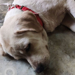 Found: Light Brown Male Labrador Dog from Near Palam metro station-3