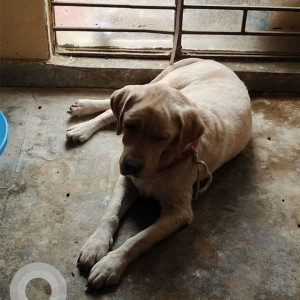 Found: Light Brown Male Labrador Dog from Near Palam metro station-2