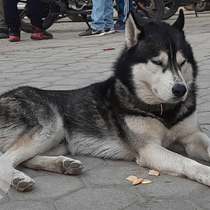 Found: White and Grey Male Husky Dog from Bijeshwori Kathmandu-2