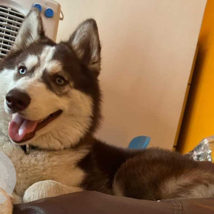 Missing: White-Brown Mix Female Husky Dog from PWD Road, Mahadevapura, Bengaluru-2