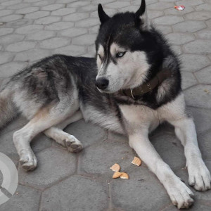 Found: Black and White Female Husky Dog from Bijeshwori Kathmandu-2