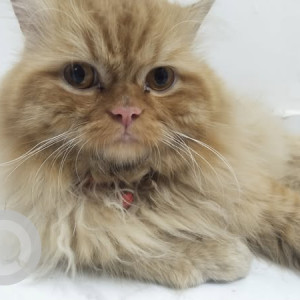 Found: Brown Male Persian Cat from Pimple Gurav Gangotri Nagar Lane No 2