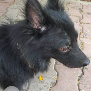 Found: Black Male Pomeranian Dog from Sulochana Building,  Behind Fire Bridge, Sec-16(A), Vashi, Navi Mumbai-2